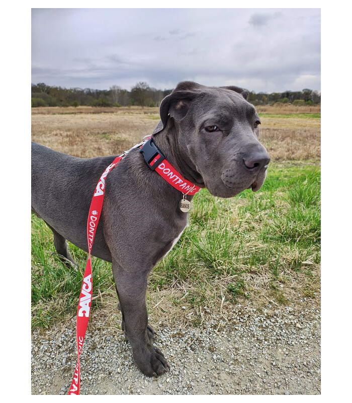 DAVCA Dog leash 200 cm